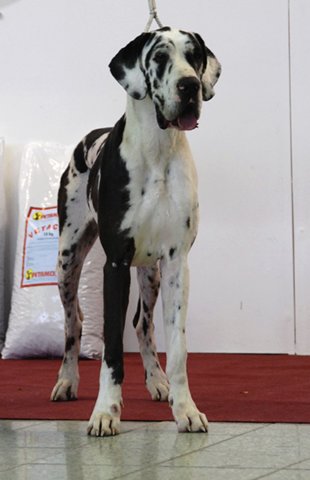 Zbarvení německé dogy Casablanca-quincyetc-skvrnita