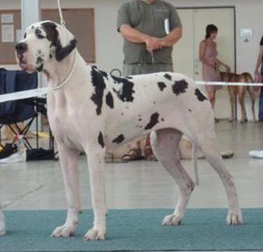 Zbarvení německé dogy alexandra-regiauttis-skvrnita