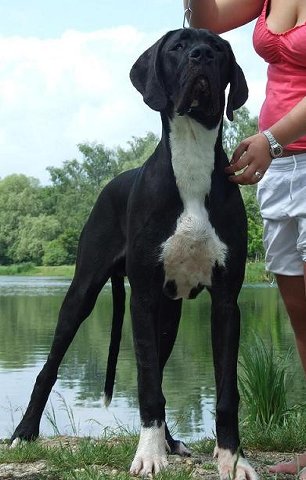 Zbarvení německé dogy amundsen-catleyranch