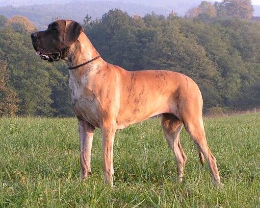 Zbarvení německé dogy apolenkalilly-natinor-zihana