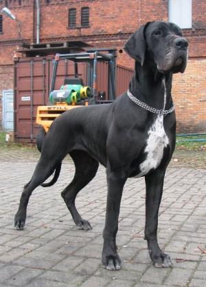 Zbarvení německé dogy aurora-silvatarok-cerna