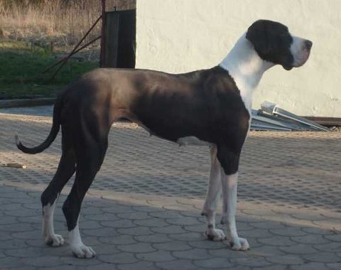 Zbarvení německé dogy badine-quincyetc-plastova