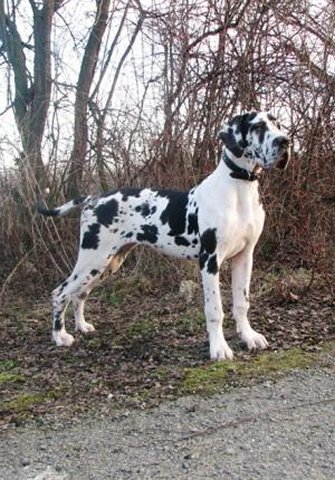 Zbarvení německé dogy barakuda-silvatarok-skvrnita