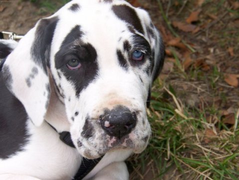 Zbarvení německé dogy bartholomew-zihanyandel-heterochromnioci2