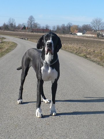 Zbarvení německé dogy bellerine-quincyetc-cerna