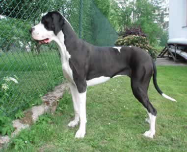 Zbarvení německé dogy beta-blacktriumf-plastova