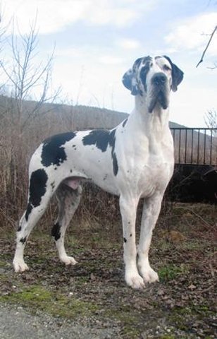 Zbarvení německé dogy bonaparte-regiauttis-skvrnity