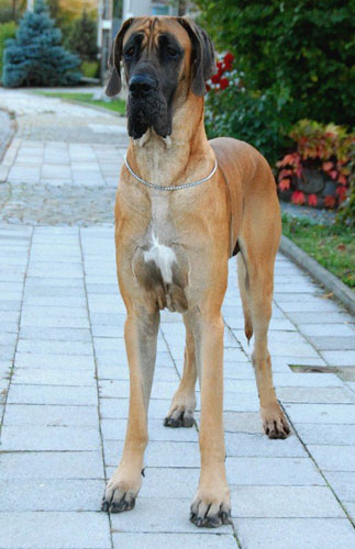 Zbarvení německé dogy carmello-dicaporizzuto-zluty