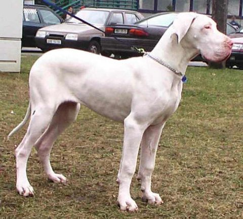 Zbarvení německé dogy cecily-quincyetc-bily-tygr