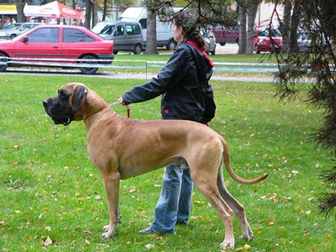 Zbarvení německé dogy corrado-barinsen-zluty