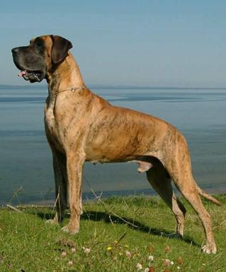 Zbarvení německé dogy creos-otto-zihany