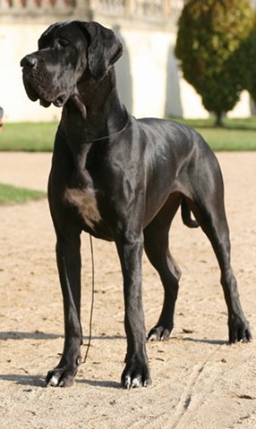Zbarvení německé dogy dragonda-quincyetc