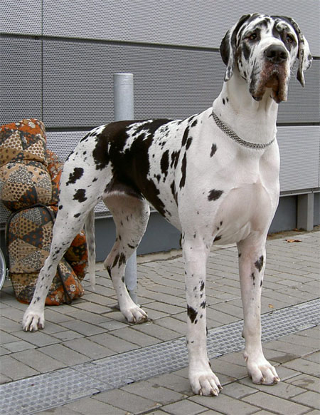 Zbarvení německé dogy ellis-odhaninskeholomu-skvrnita