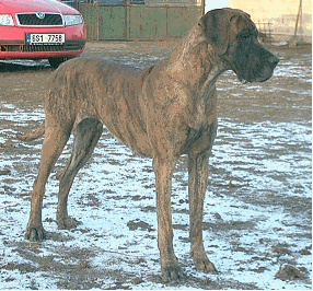 Zbarvení německé dogy fineta-rendog