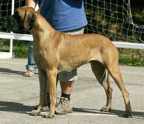Zbarvení německé dogy frida-bonoda-zluta