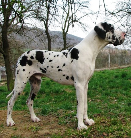 Zbarvení německé dogy gucci-bonoda-skvrnity