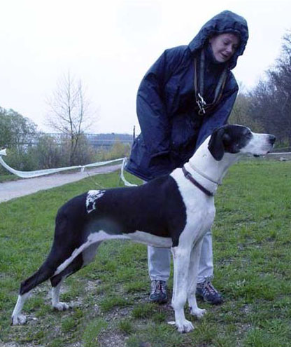 Zbarvení německé dogy holdfeny-fantomja-agnes