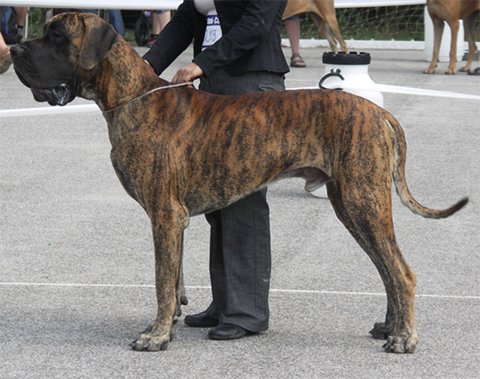Zbarvení německé dogy leit-motiv-deayalga