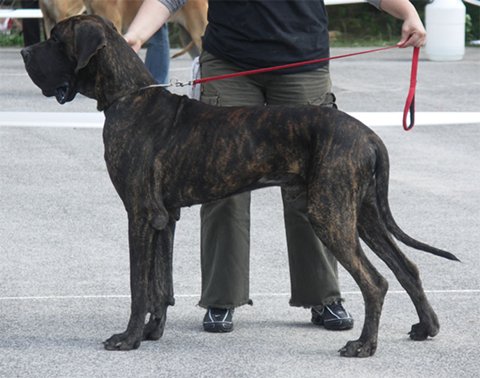Zbarvení německé dogy lormont-deayalga-onyx