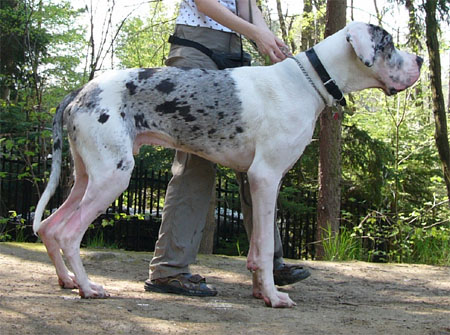 Zbarvení německé dogy andor-regia-uttis-druhastrana2