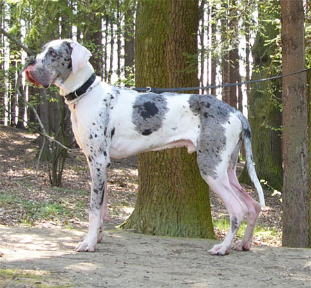 Zbarvení německé dogy andor-regia-uttis