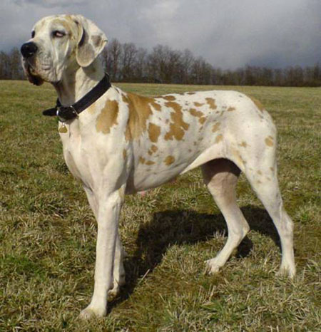Zbarvení německé dogy brejzi-regia-uttis-zlutytygr