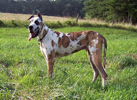 Zbarvení německé dogy duke-brindlequin