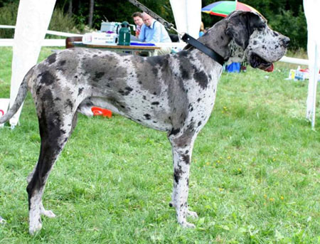 Zbarvení německé dogy exupery-quincyetc-sedytygr