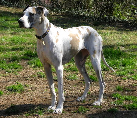 Zbarvení německé dogy fawnquin-leeloo