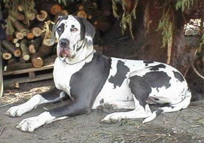 Zbarvení německé dogy joshua-blue-harlequin