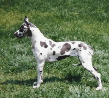 Zbarvení německé dogy modra-skvrnita-modry-tygr