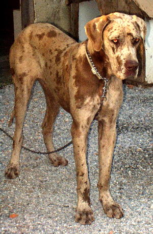 Zbarvení německé dogy modro-zluta-zakladni-barva-s-cokoladovymi-skvrnami2