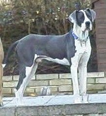 Zbarvení německé dogy samson-blue-mantle