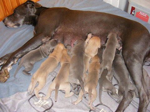 Zbarvení německé dogy stenata-grand-present-matka