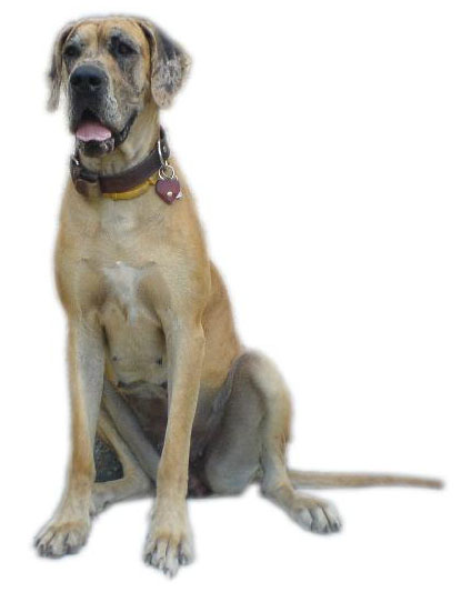 Zbarvení německé dogy tita-merlefaktor-hlava2