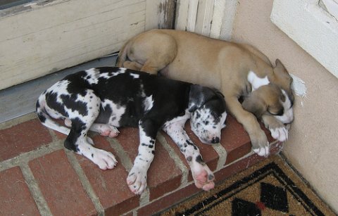 Zbarvení německé dogy vrh-harlequin-fawn-white