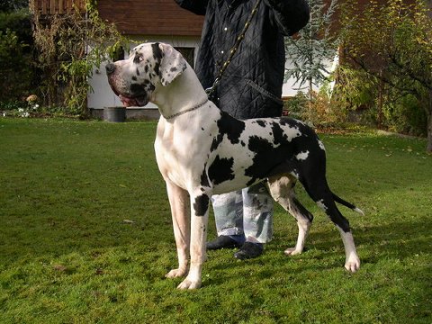Zbarvení německé dogy pablopicasso-mirez-bohemia-skvrnity
