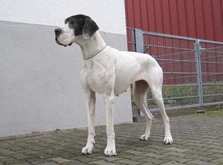 Zbarvení německé dogy pokasa-vonschlesien-platova