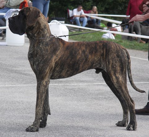Zbarvení německé dogy santiago-amigo-v