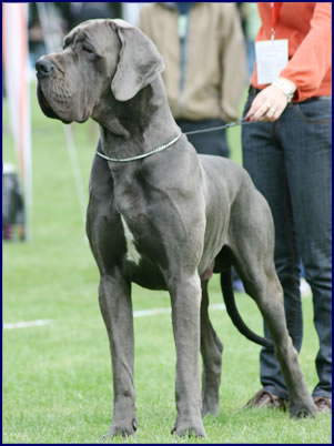 Zbarvení německé dogy valdez-della-baia-azzura