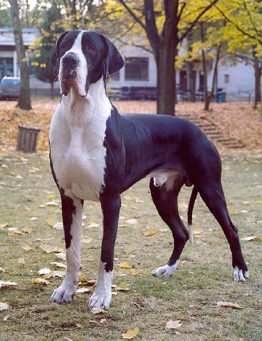 Zbarvení německé dogy vivaldi-bohemiaabrus