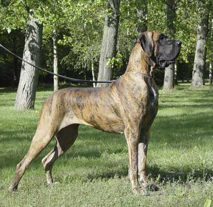 Zbarvení německé dogy zeeloo-di-ripa-vertigo