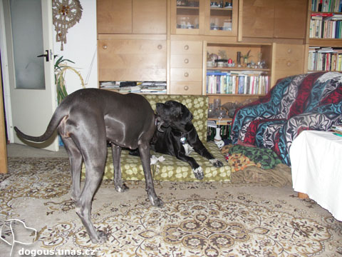 Qeira u nás na víkend dizzy-domahra-q0609