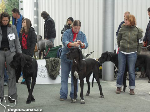 Dizzy na Eurodogshow Budapest 2008 dizzy-eurodogshow2008-postoj