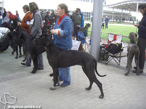Dizzy na Eurodogshow Budapest 2008 dizzy-eurodogshow2008-postoj2