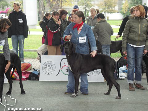 Dizzy na Eurodogshow Budapest 2008 dizzy-eurodogshow2008-postoj3