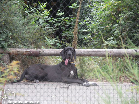 Dizzy v ZOO Praha dizzy-zoopraha08-sit