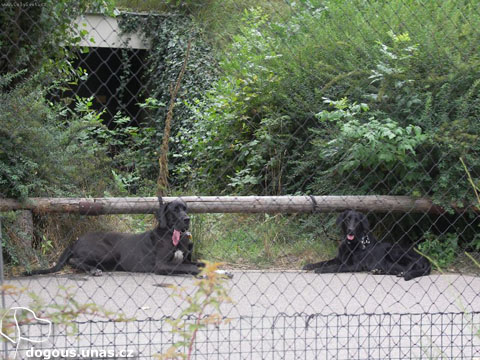 Dizzy v ZOO Praha dizzy-zoopraha08-tynecka