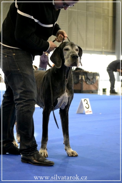 Dizzinka ve třídě veteránů DuoCACIB Brno 02/16 mates-dizzy-1mvp16brno1