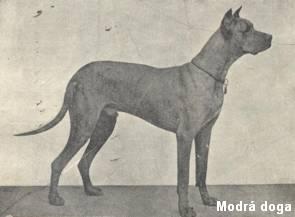 moddoga